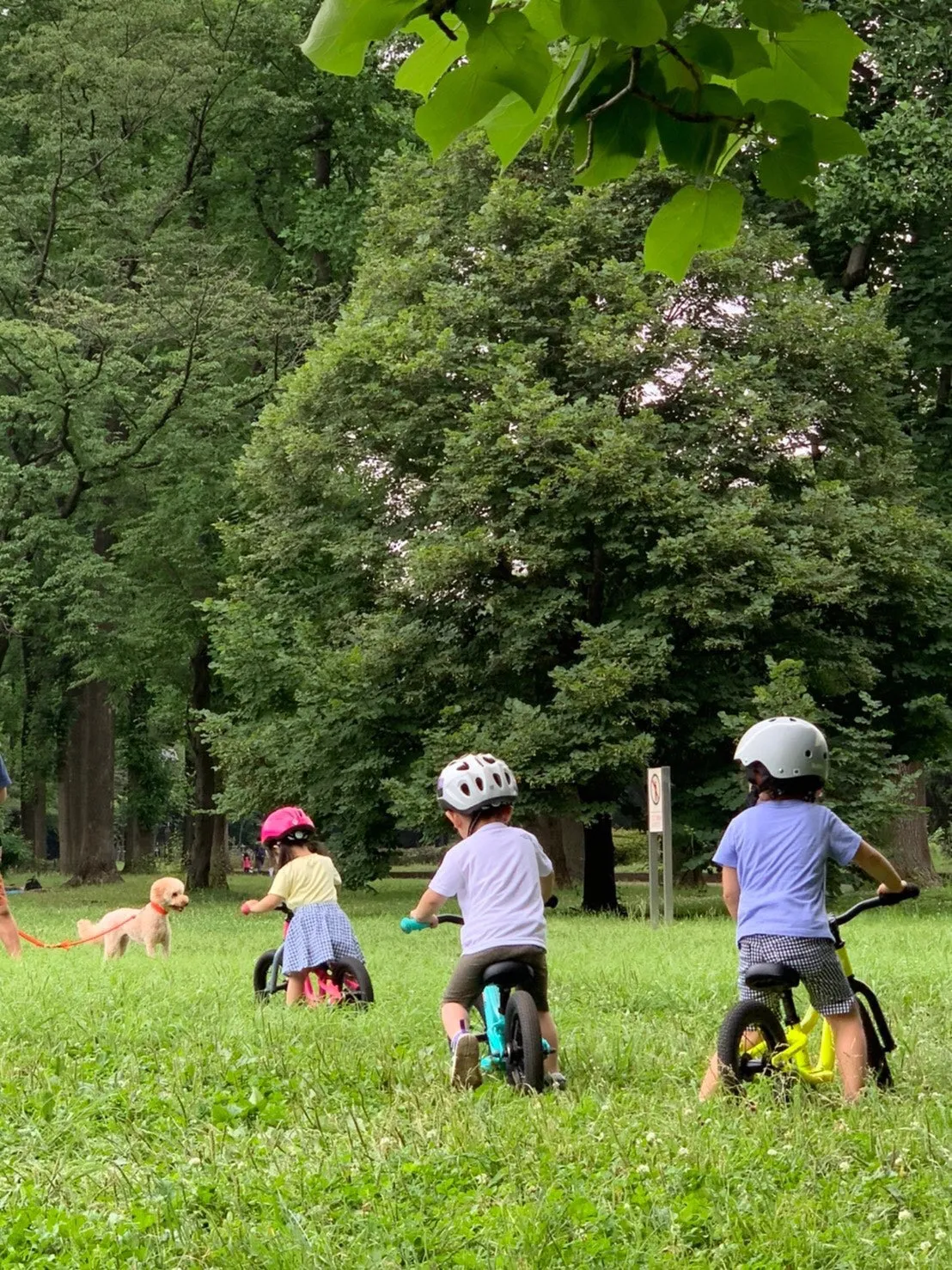 公園の芝生をキックバイクで走るキッズ